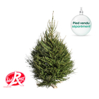 Sapin de Noël naturel Picea excelsa - Label Rouge: 175/200 cm coupé